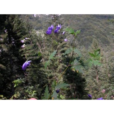 Aconitum degenii subsp. paniculatum (Arcang.) Mucher 