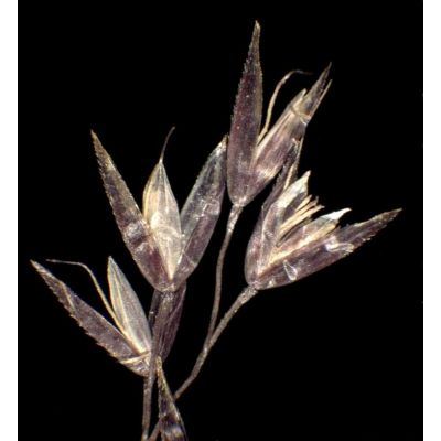 Agrostis canina L. subsp. canina 
