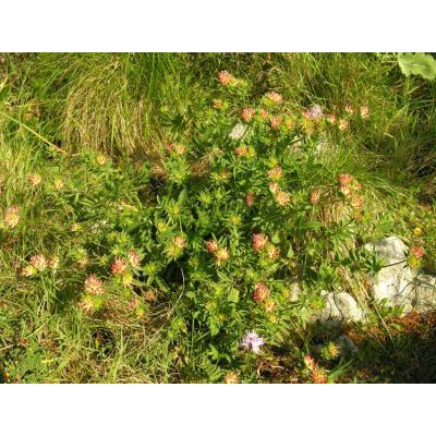 Anthyllis vulneraria subsp. rubriflora (DC.) Arcang. 