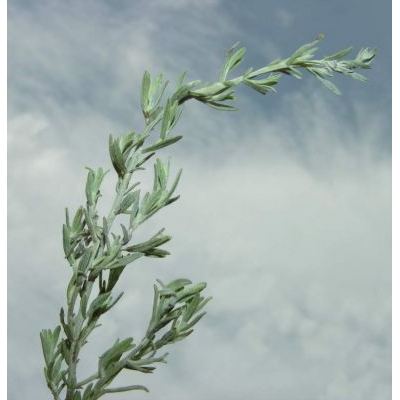 Artemisia umbelliformis Lam. subsp. umbelliformis 