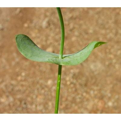 Blackstonia perfoliata (L.) Huds. subsp. perfoliata 