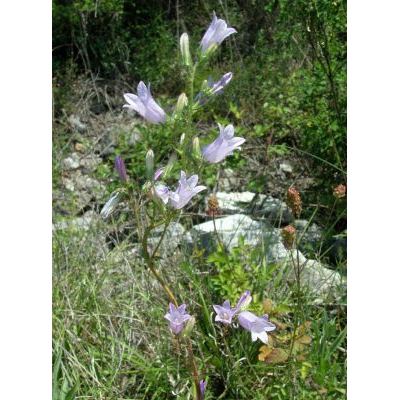 Campanula sibirica L. subsp. sibirica 