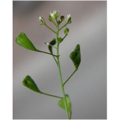 Capsella bursa-pastoris (L.) Medik. subsp. bursa-pastoris 