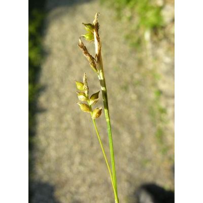 Carex alba Scop. 