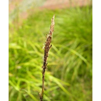 Carex cespitosa L. 