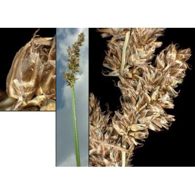 Carex paniculata L. subsp. paniculata 