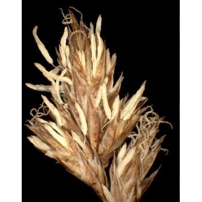 Carex praecox Schreb. 