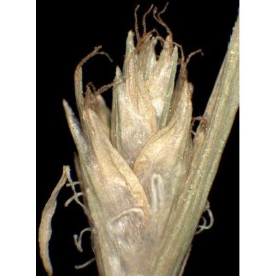 Carex remota L. 