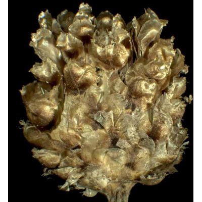 Centaurea jacea L. 