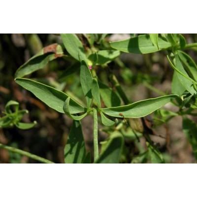Centranthus ruber (L.) DC. subsp. ruber 