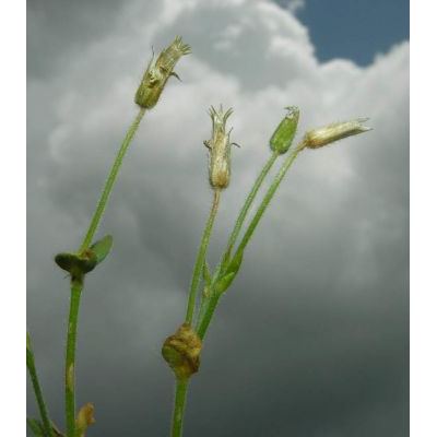 Cerastium alpinum L. subsp. alpinum 