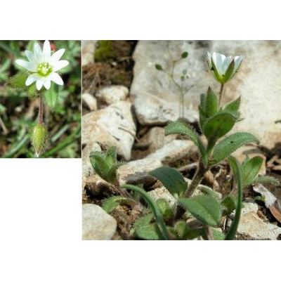 Cerastium pumilum subsp. glutinosum (Fr.) Jalas 