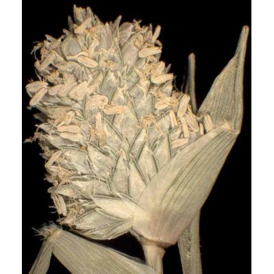 Crypsis aculeata (L.) Aiton 