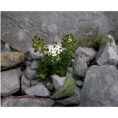 Hornungia alpina (L.) O. Appel subsp. alpina 