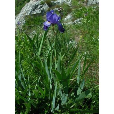 Iris pallida subsp. illyrica (Tomm. ex Vis.) K. Richt. 
