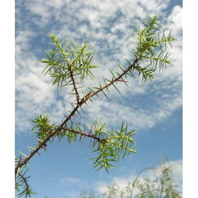 Juniperus oxycedrus L. subsp. oxycedrus 