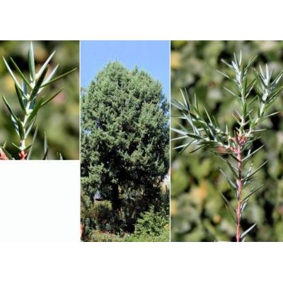 Juniperus macrocarpa Sm. 
