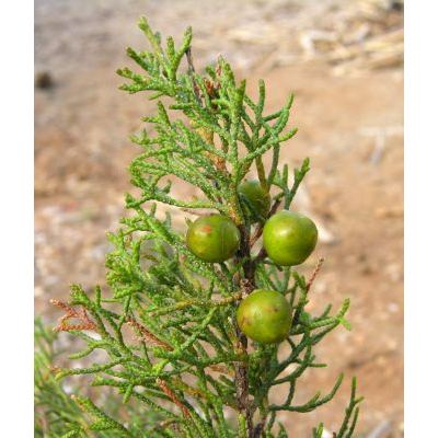 Juniperus phoenicea L. subsp. phoenicea 