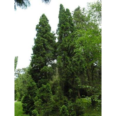 Juniperus virginiana L. 