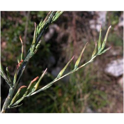 Lactuca viminea (L.) Presl subsp. viminea 