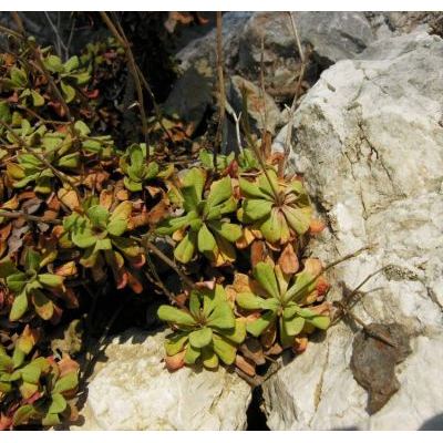 Limonium bellidifolium (Gouan) Dumort. 