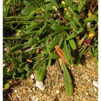 Limonium sommierianum (Fiori) Arrigoni 