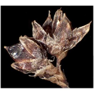 Luzula alpinopilosa (Chaix) Breistr. subsp. alpinopilosa 