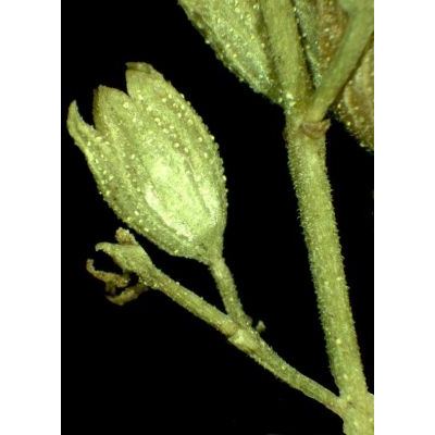 Micromeria thymifolia (Scop.) Fritsch 