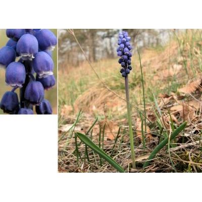 Muscari botryoides (L.) Mill. subsp. botryoides 