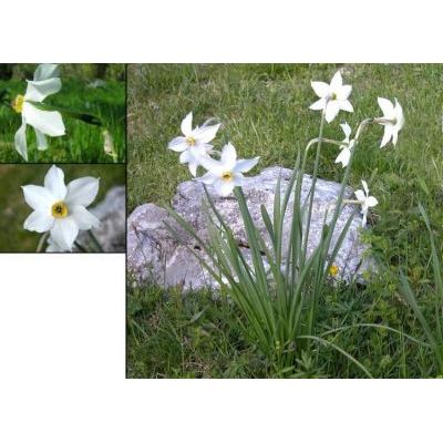 Narcissus poeticus subsp. radiiflorus (Salisb.) Baker 