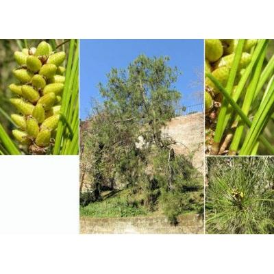 Pinus halepensis Mill. subsp. brutia (Ten.) Holmboe 