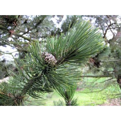 Pinus heldreichii H. Christ 