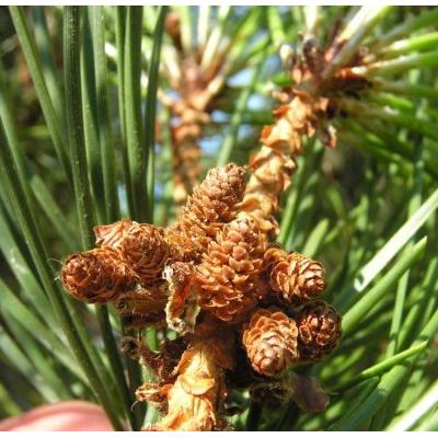 Pinus pinaster Aiton subsp. pinaster 