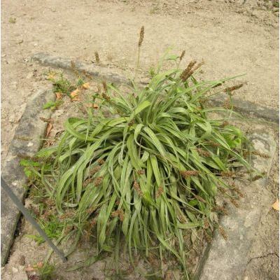 Plantago argentea Chaix subsp. argentea 