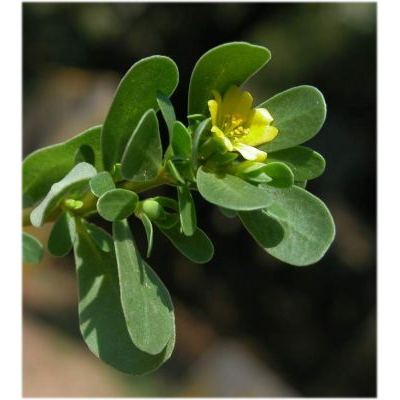 Portulaca oleracea L. subsp. oleracea 