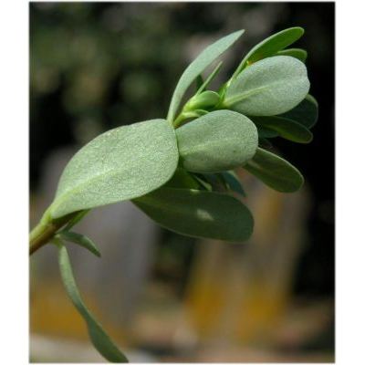 Portulaca oleracea L. subsp. oleracea 
