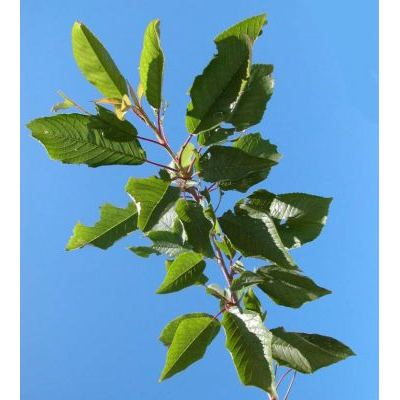 Prunus avium L. subsp. avium 
