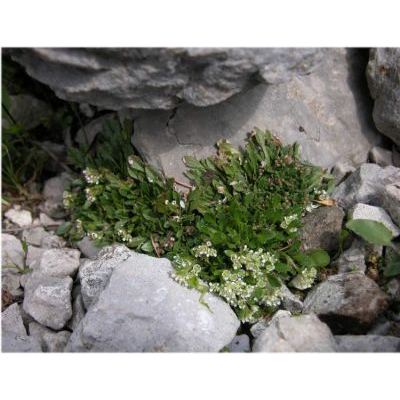 Rhizobotrya alpina Tausch 