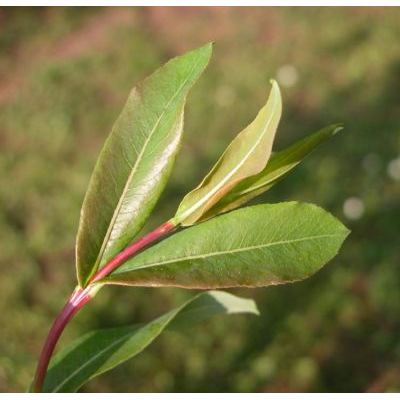 Salix amplexicaulis Bory 