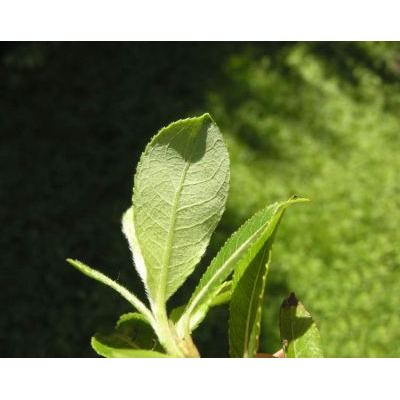 Salix daphnoides Vill. 