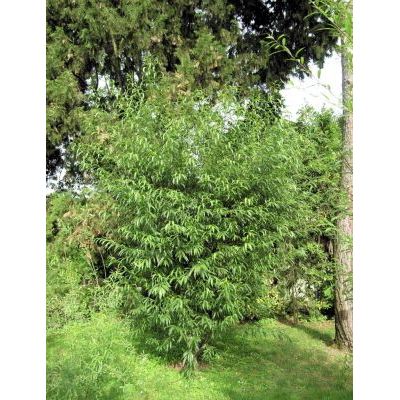 Salix fragilis L. 