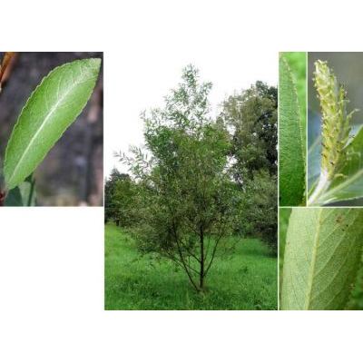 Salix pentandra L. 
