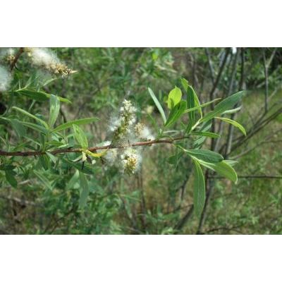 Salix purpurea L. 