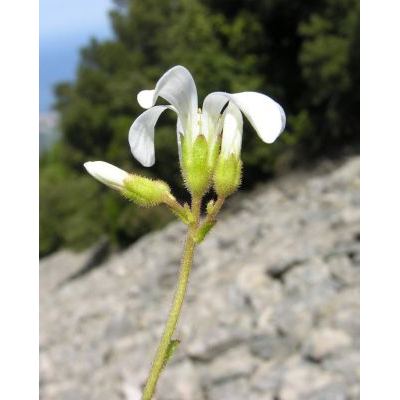 Saxifraga granulata L. subsp. granulata 