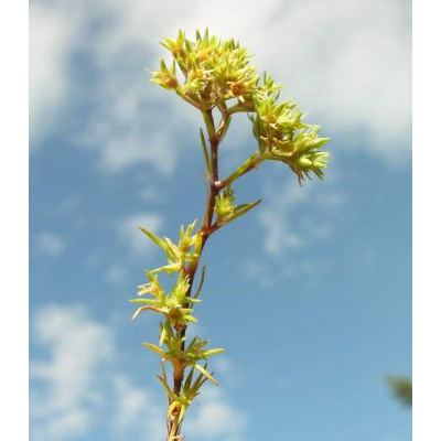 Scleranthus uncinatus Schur 
