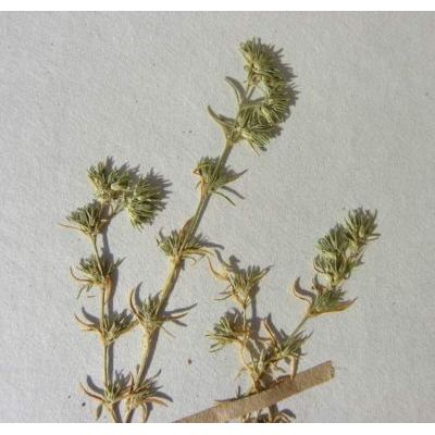 Scleranthus perennis L. subsp. perennis 