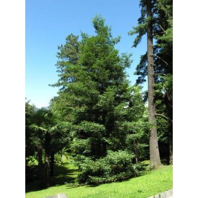 Sequoia sempervirens (D. Don) Endl. 
