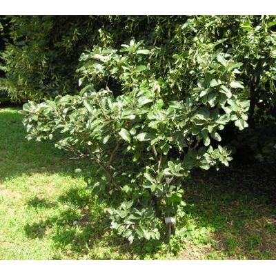 Sorbus intermedia (Ehrh.) Pers. 