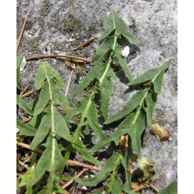 Taraxacum laevigatum (Willd.) DC. 