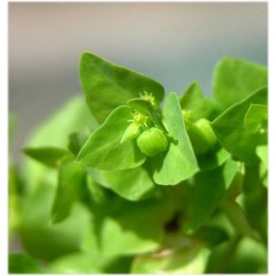 Euphorbia peplus L. 